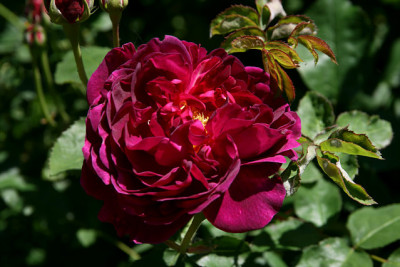 R_Chianti200507.jpg