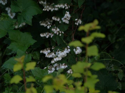 deutzia_pride_of_rochester_2007-05.jpg