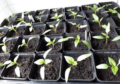 Paprika 16.03.2019.jpg