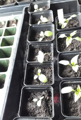 Physalis 16.03.2019.jpg
