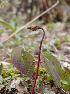 2019-03-16 Epimedium 'Egret'.jpg