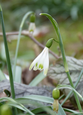 2019-03-16 Galanthus 'Alan's Treat'.jpg