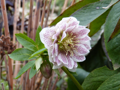 2019-03-16 Helleborus x hybridus 2.jpg