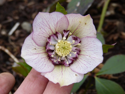 2019-03-16 Helleborus x hybridus 4.jpg