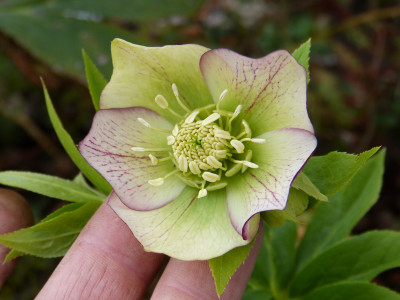 2019-03-16 Helleborus x hybridus 7.jpg