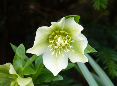 2019-03-16 Helleborus x hybridus 8.jpg