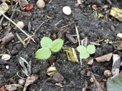2019-03-16 Helleborus thibetanus 1.jpg
