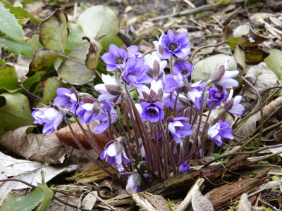 2019-03-16 Hepatica 3.jpg