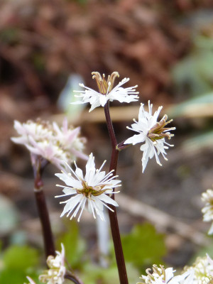 2019-03-16 Coptis japonica var. dissecta 2.jpg