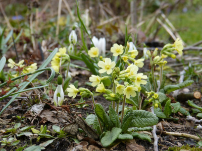 2019-03-16 Primula eliator 2.jpg