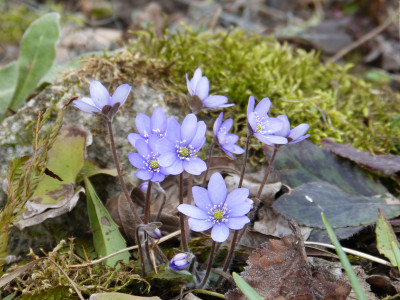 2019-03-16 Hepatica 4.jpg
