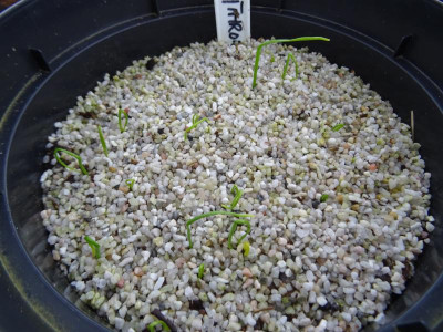 Erythronium revolutum Germination March 2019.JPG