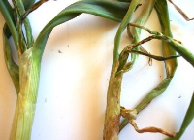 Zwiebel_Krankheit1_gartenforum.JPG