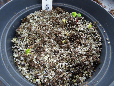 Prunus Umineko Germination March 2019.JPG