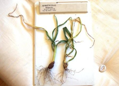 zwiebel_Krankheit_gartenforum.JPG