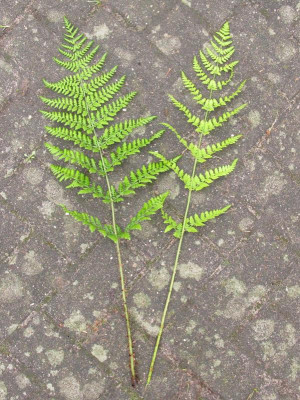 Dryopteris dillatata und carthusiana.jpg