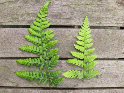 Dryopteris dillatata und carthusiana 2.jpg