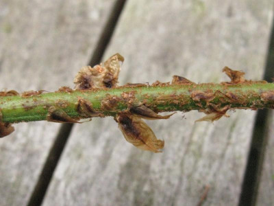 Dryopteris dillata.jpg