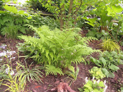 Drypteris dilatata.jpg