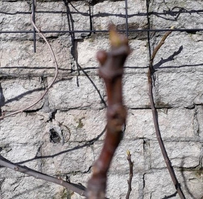 Galluzzo 2019 03 17.jpg