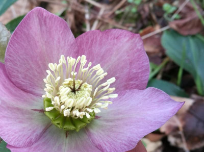Helleborus_o_samling_20190316_122125.jpg