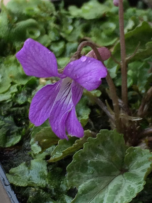 2019 03 Viola selk. varieg.jpg