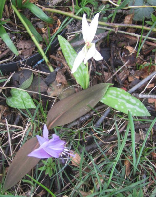 Dens canis Waldemoor.jpg