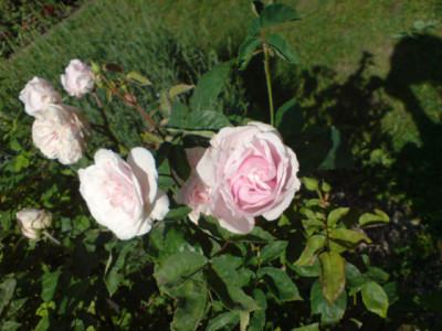 sdm_8_07.JPG