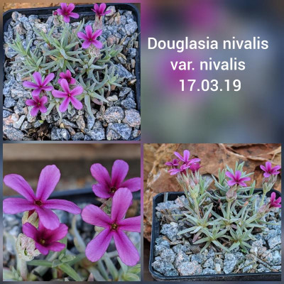 Douglasia nivalis var. nivalis 17.03.19.jpg