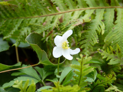 2019-03-17 Anemone nemorosa.jpg