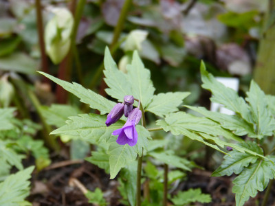 2019-03-17 Cardamine.jpg