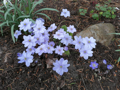 IMG_20190307_144343_Hepatica_Avatar.jpg