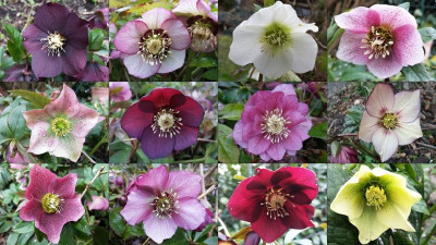 Helleborus_2019_v2.jpg