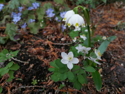 IMG_20190307_144306_Isopyrum_thalictroides.jpg