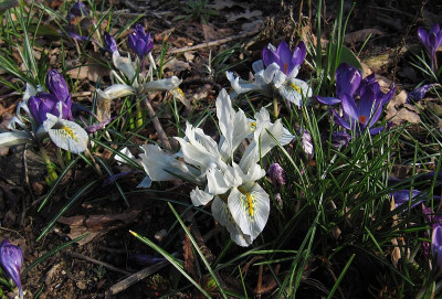 IMG_5198_Iris_Frank_Elder_17Maerz2019_.jpg
