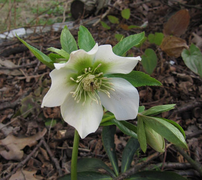 IMG_5183_Helleborus_kasi_17Maerz2019_.jpg