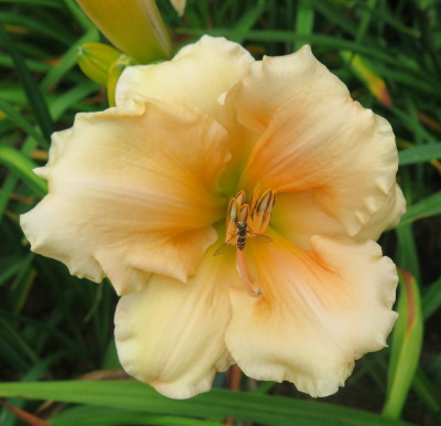 Boitzer Magnolia.JPG