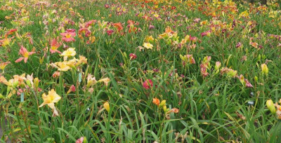 blüteanblüte.JPG