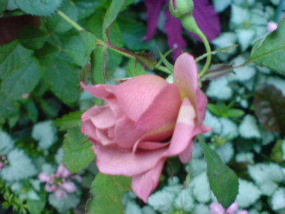 lavender_pinocchio_1_07.JPG