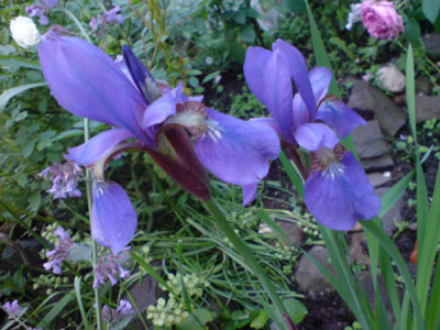 iris-rosenbegleiter.JPG