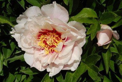 Cora_Louise_5252_80.jpg