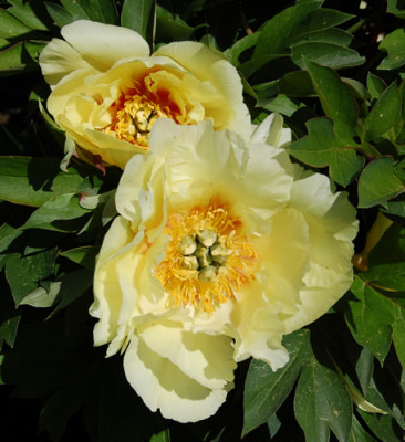 Yellow_Dream_5232.jpg