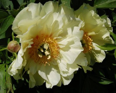 Prairie_Charm_5245_85.jpg