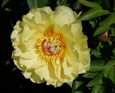 Garden_Treasure_5255_86.jpg
