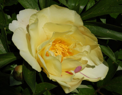 Mozart_5258_88.jpg