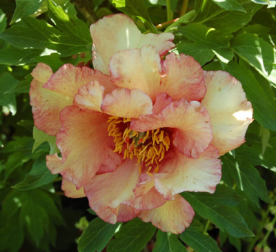 Ruffled_Sunset_5395_86.jpg