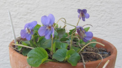 aus Sulfurea.JPG
