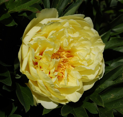 Bartzella_5234_88.jpg