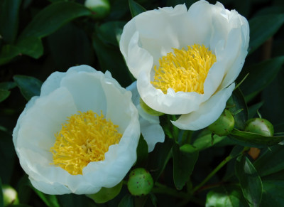 Baroness_Schroeder_5285_88.jpg