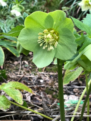 helleborus-gruen1.jpg